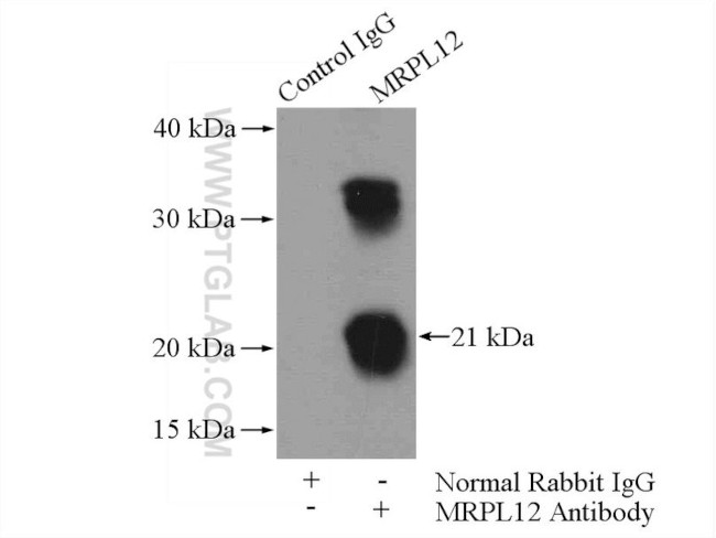 MRPL12 Antibody in Immunoprecipitation (IP)