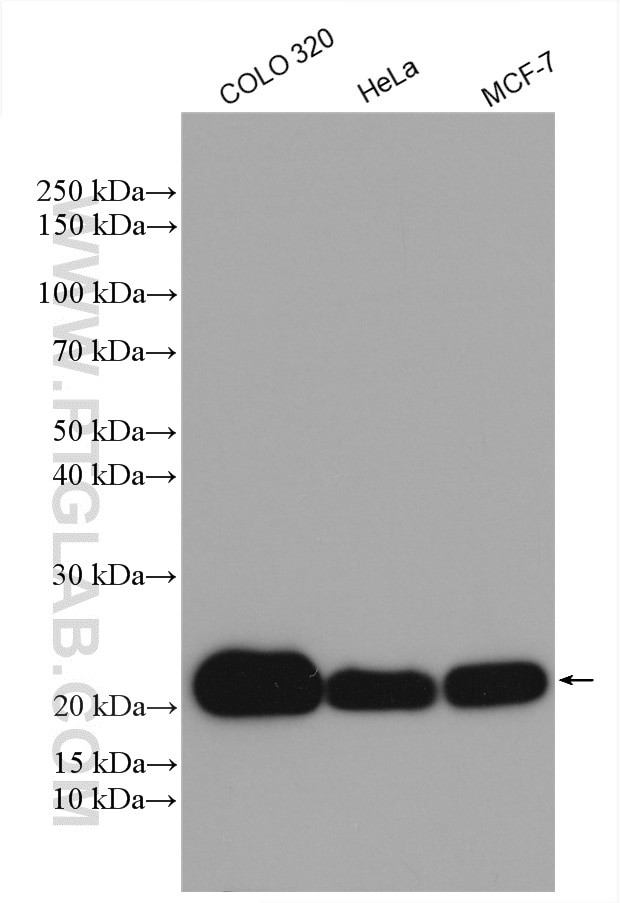 MRPL12 Antibody in Western Blot (WB)