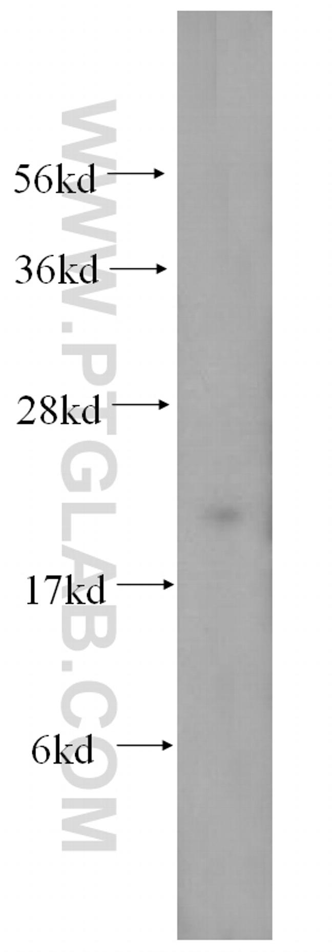 MRPL12 Antibody in Western Blot (WB)