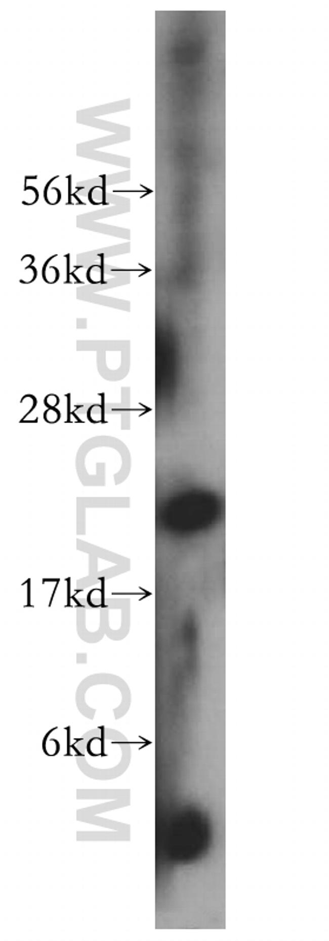 MRPL12 Antibody in Western Blot (WB)