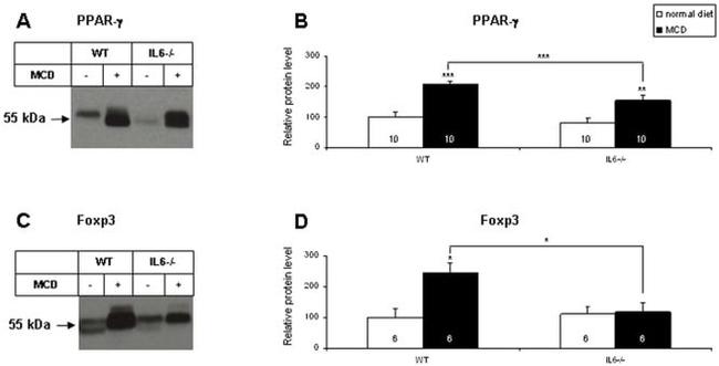 FOXP3 Antibody in Western Blot (WB)