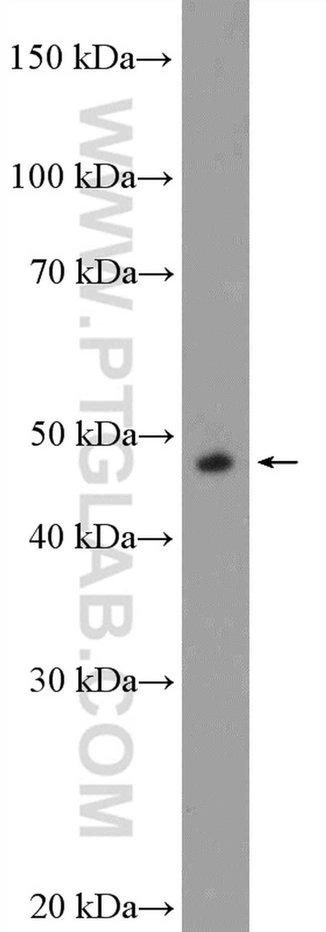 DDX39B Antibody in Western Blot (WB)