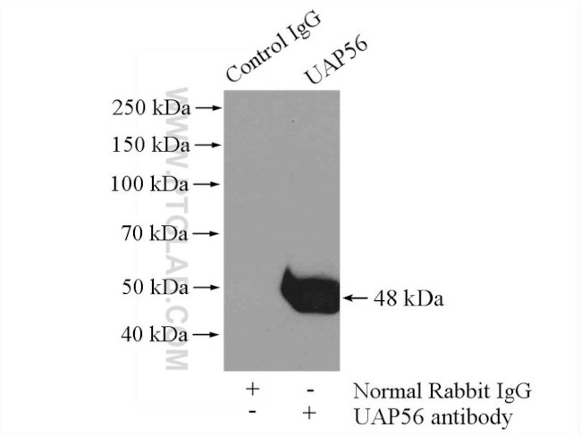 DDX39B Antibody in Immunoprecipitation (IP)