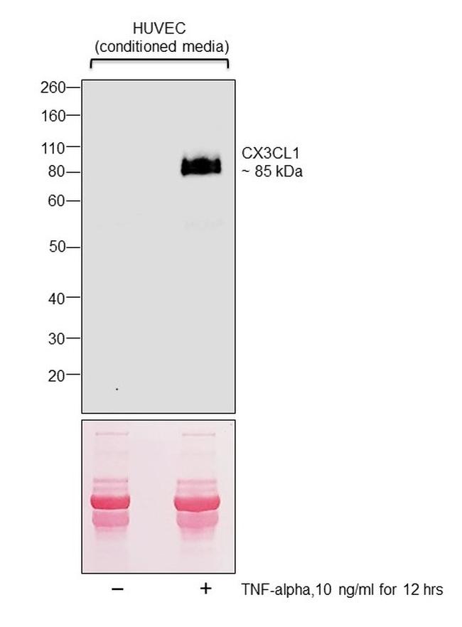 CX3CL1 (Fractalkine) Antibody