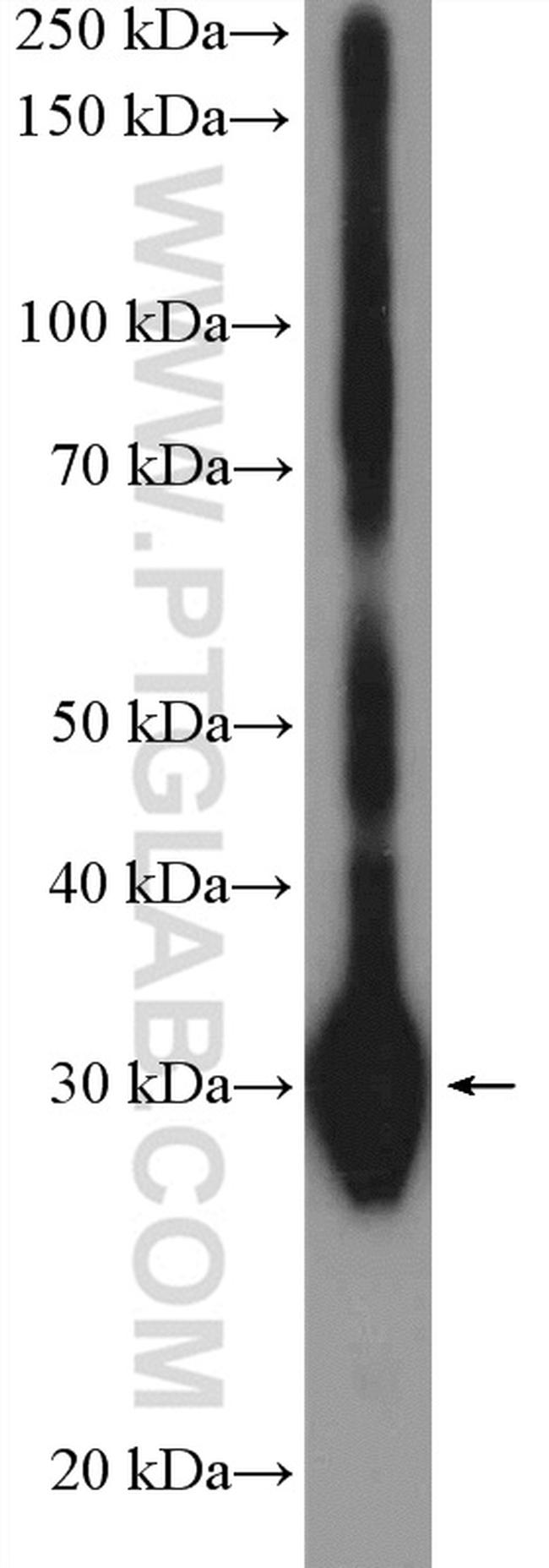 RPS4X Antibody in Western Blot (WB)