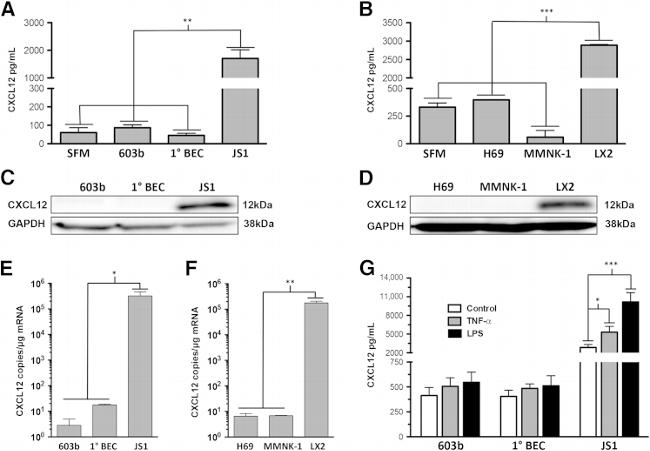 CXCL12 alpha (SDF-1 alpha) Antibody in Western Blot, ELISA (WB, ELISA)