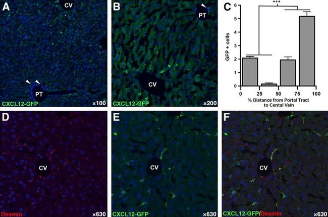 CXCL12 alpha (SDF-1 alpha) Antibody in Immunohistochemistry (IHC)