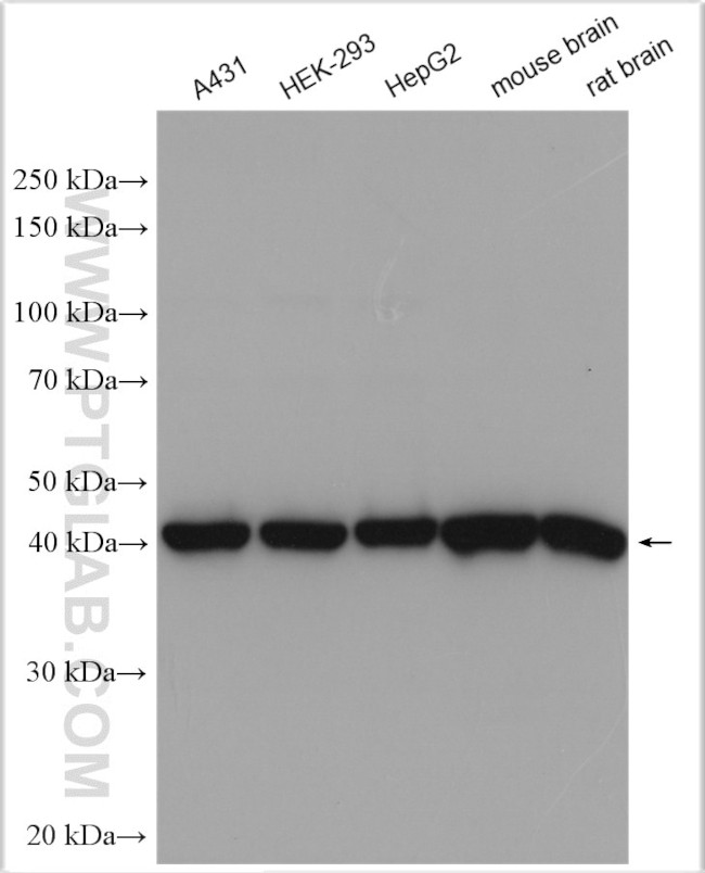 GOT2 Antibody in Western Blot (WB)