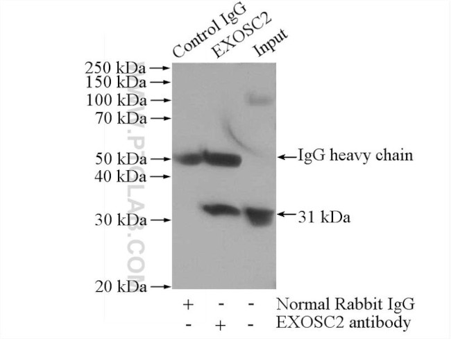 EXOSC2 Antibody in Immunoprecipitation (IP)