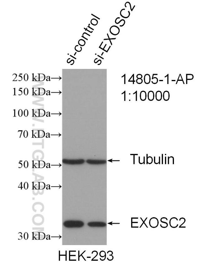 EXOSC2 Antibody in Western Blot (WB)