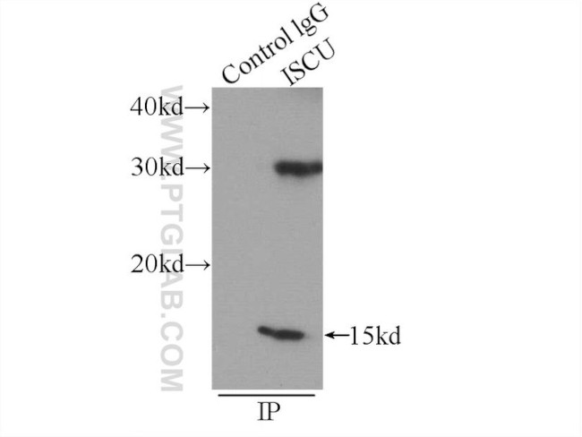 ISCU Antibody in Immunoprecipitation (IP)