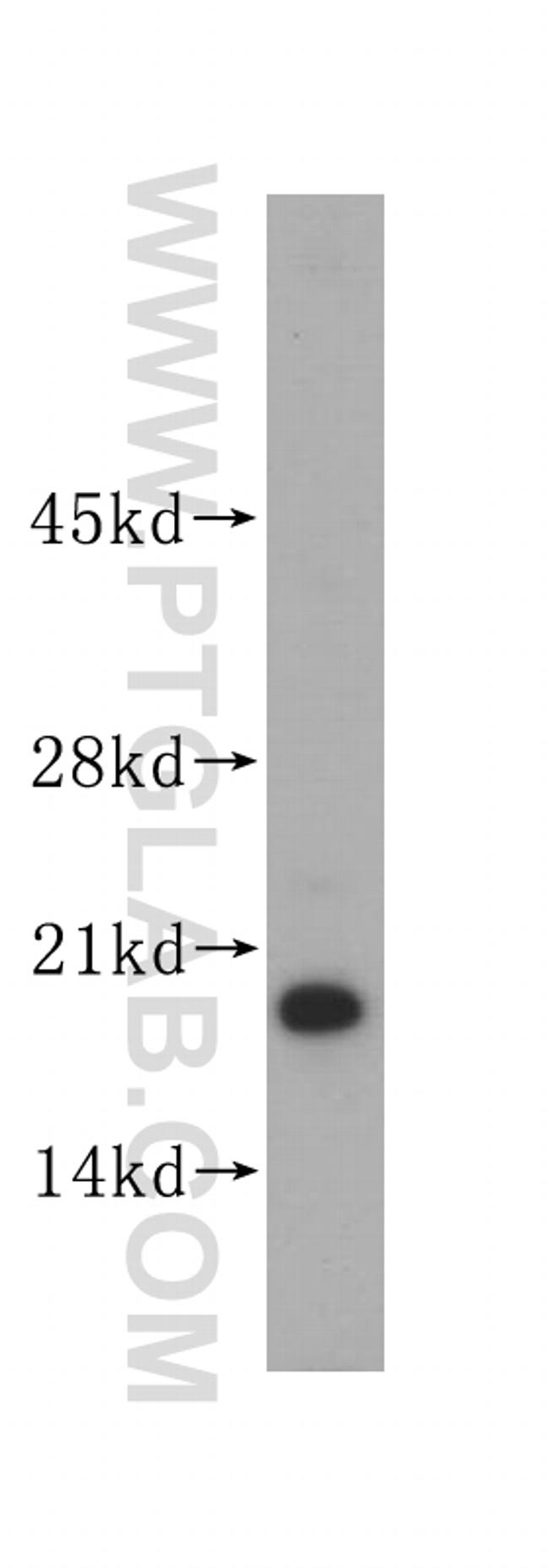 ISCU Antibody in Western Blot (WB)