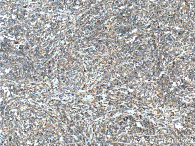 HMOX2 Antibody in Immunohistochemistry (Paraffin) (IHC (P))