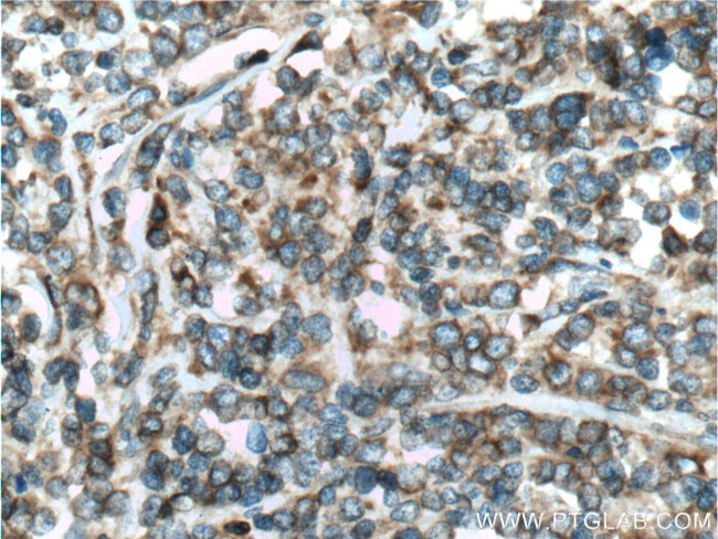 HMOX2 Antibody in Immunohistochemistry (Paraffin) (IHC (P))