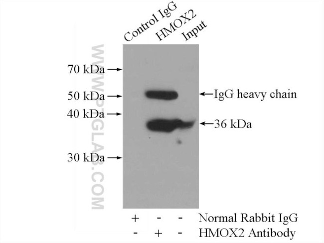 HMOX2 Antibody in Immunoprecipitation (IP)