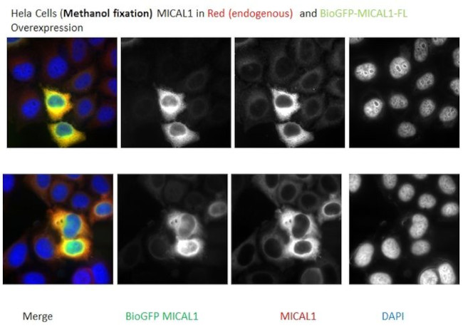 MICAL1 Antibody in Immunocytochemistry (ICC/IF)