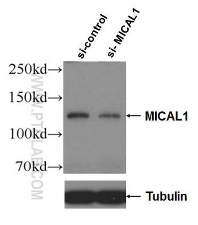 MICAL1 Antibody in Western Blot (WB)