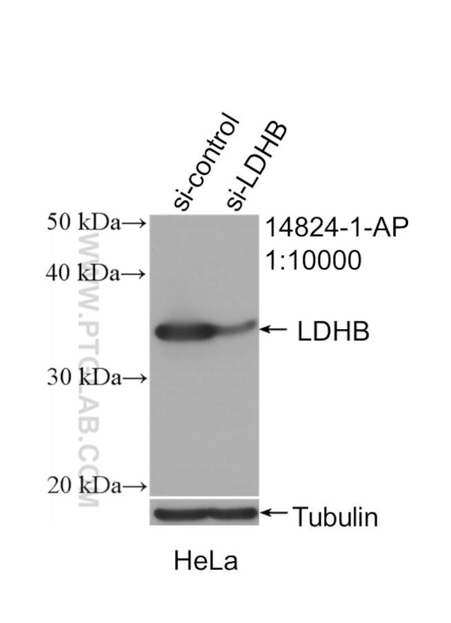 LDHB Antibody in Western Blot (WB)