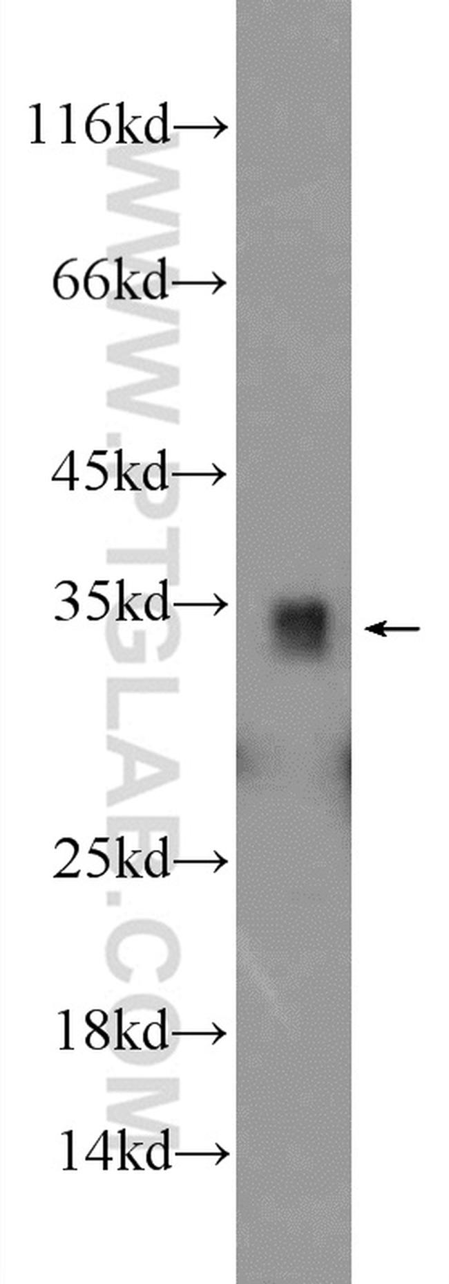 LDHB Antibody in Western Blot (WB)