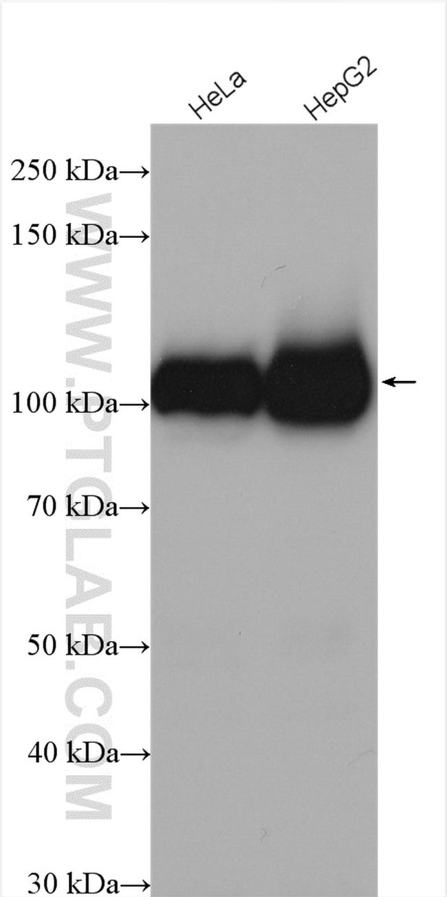 MARS Antibody in Western Blot (WB)