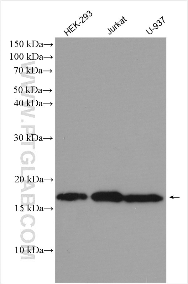 UBC9 Antibody in Western Blot (WB)