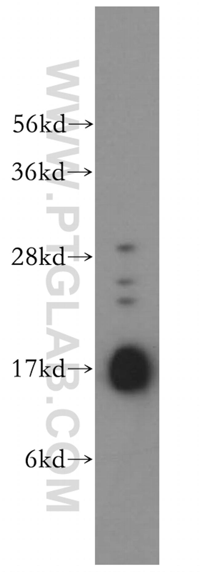 UBC9 Antibody in Western Blot (WB)