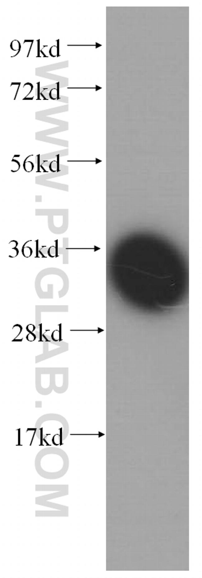 SLC25A6 Antibody in Western Blot (WB)