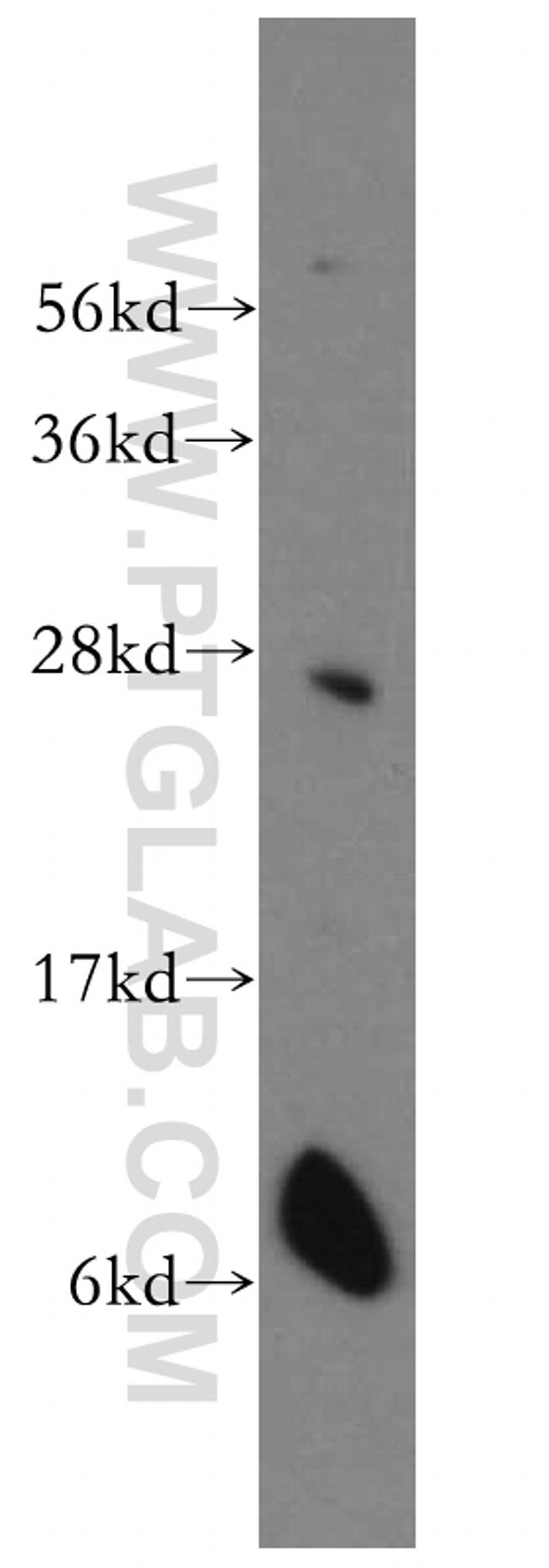 Connexin-26 Antibody in Western Blot (WB)