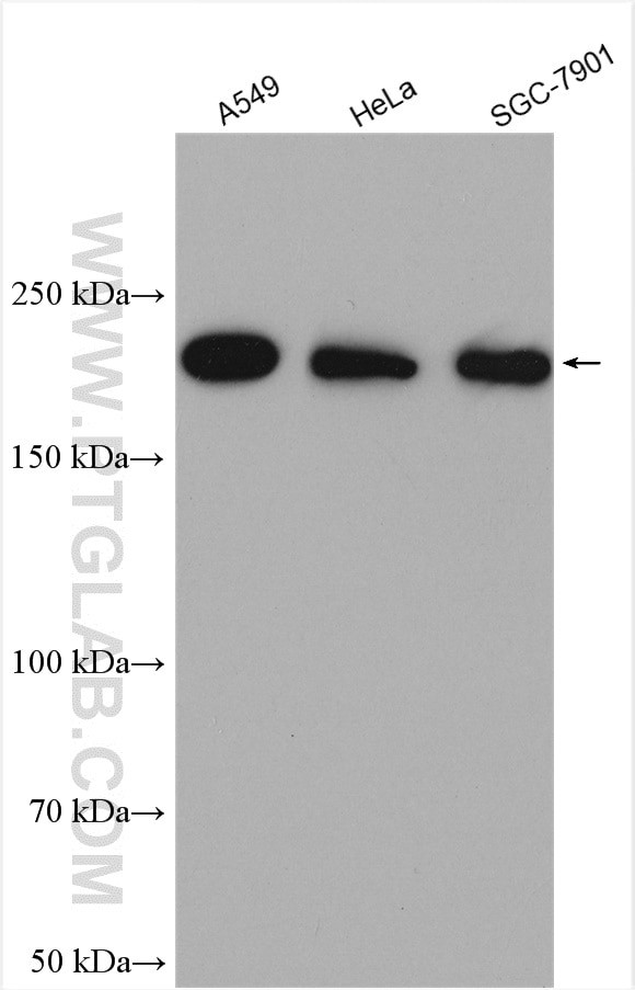 Myh9 Antibody in Western Blot (WB)