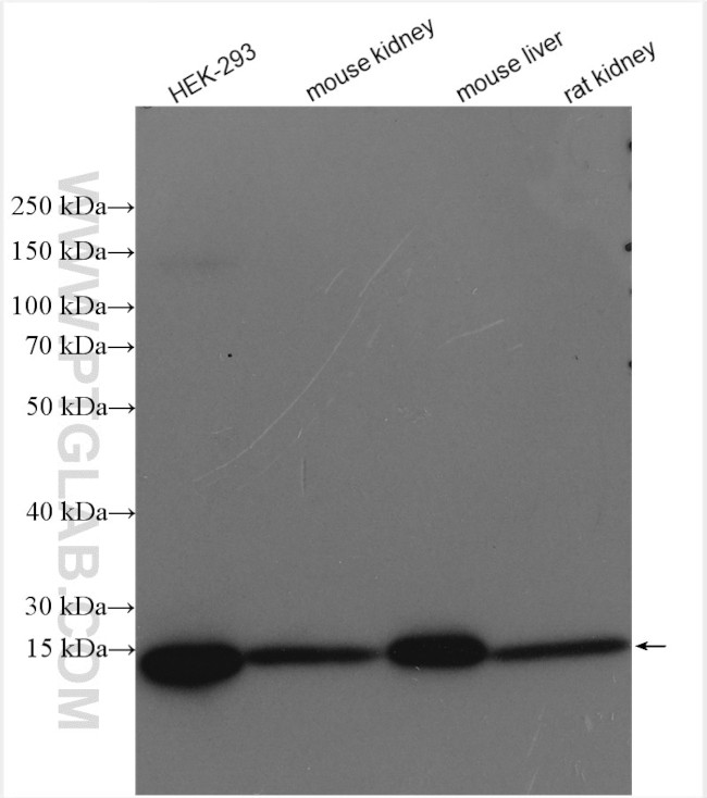 SEC61B Antibody in Western Blot (WB)