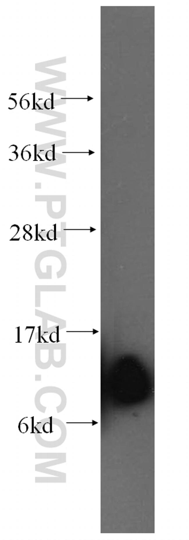 SEC61B Antibody in Western Blot (WB)