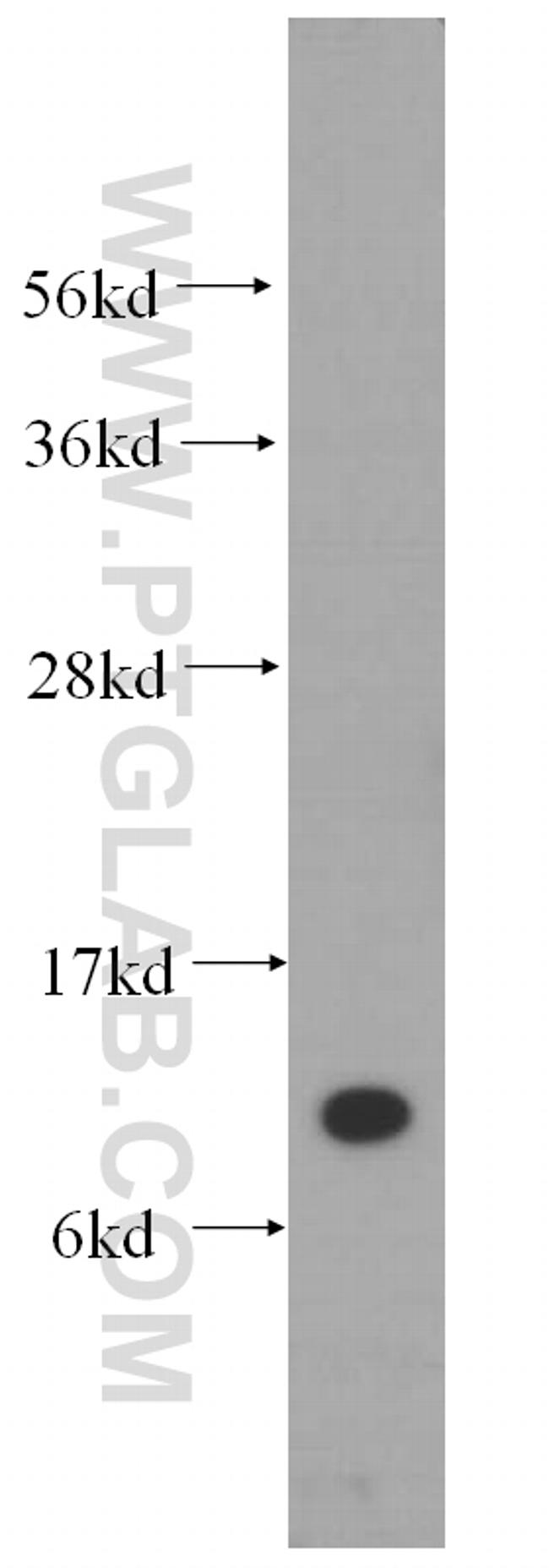 SEC61B Antibody in Western Blot (WB)