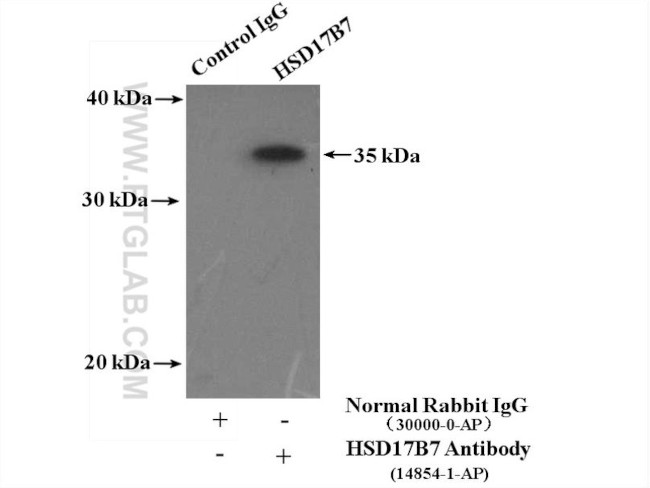 HSD17B7 Antibody in Immunoprecipitation (IP)
