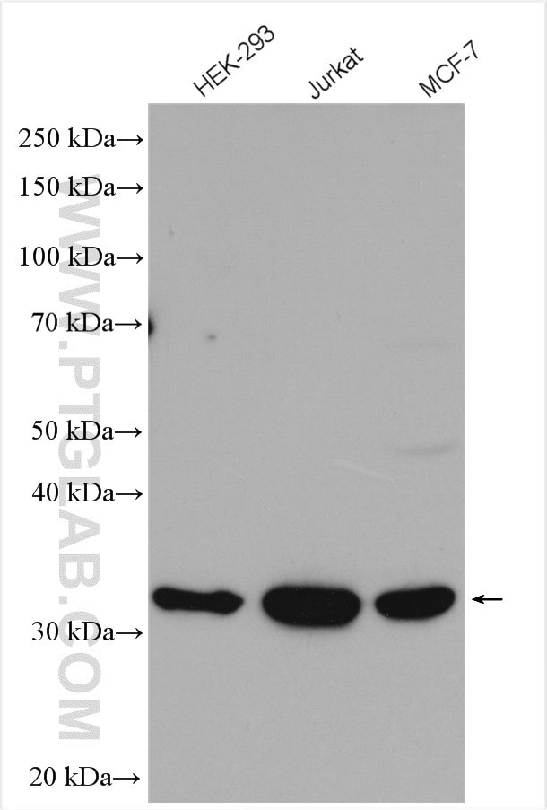 HSD17B7 Antibody in Western Blot (WB)