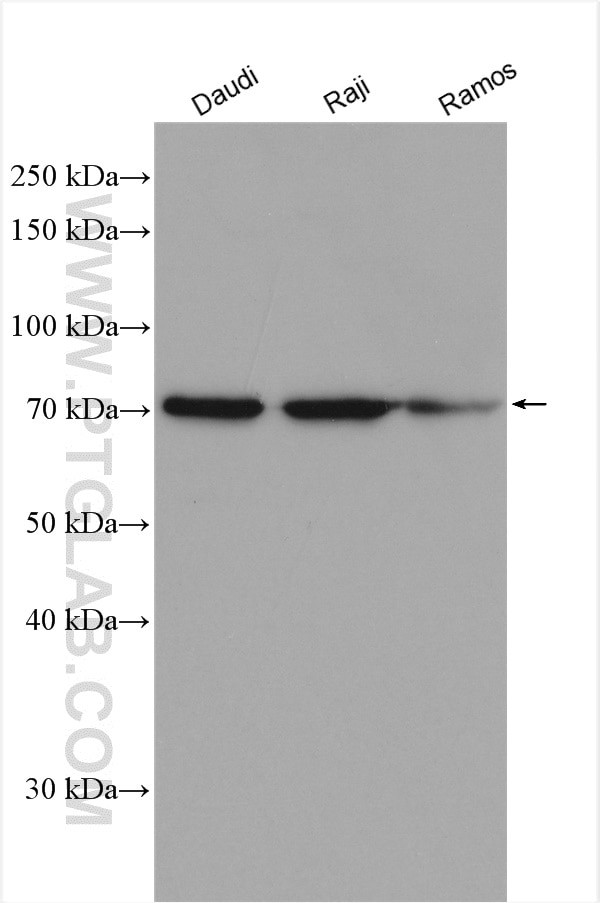 SYK Antibody in Western Blot (WB)