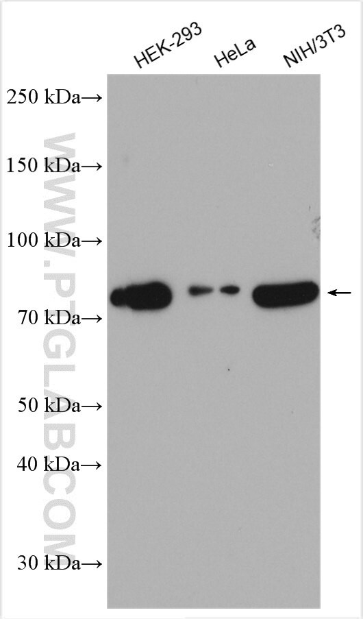 THOC5 Antibody in Western Blot (WB)