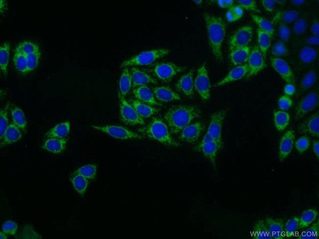 SDHA Antibody in Immunocytochemistry (ICC/IF)