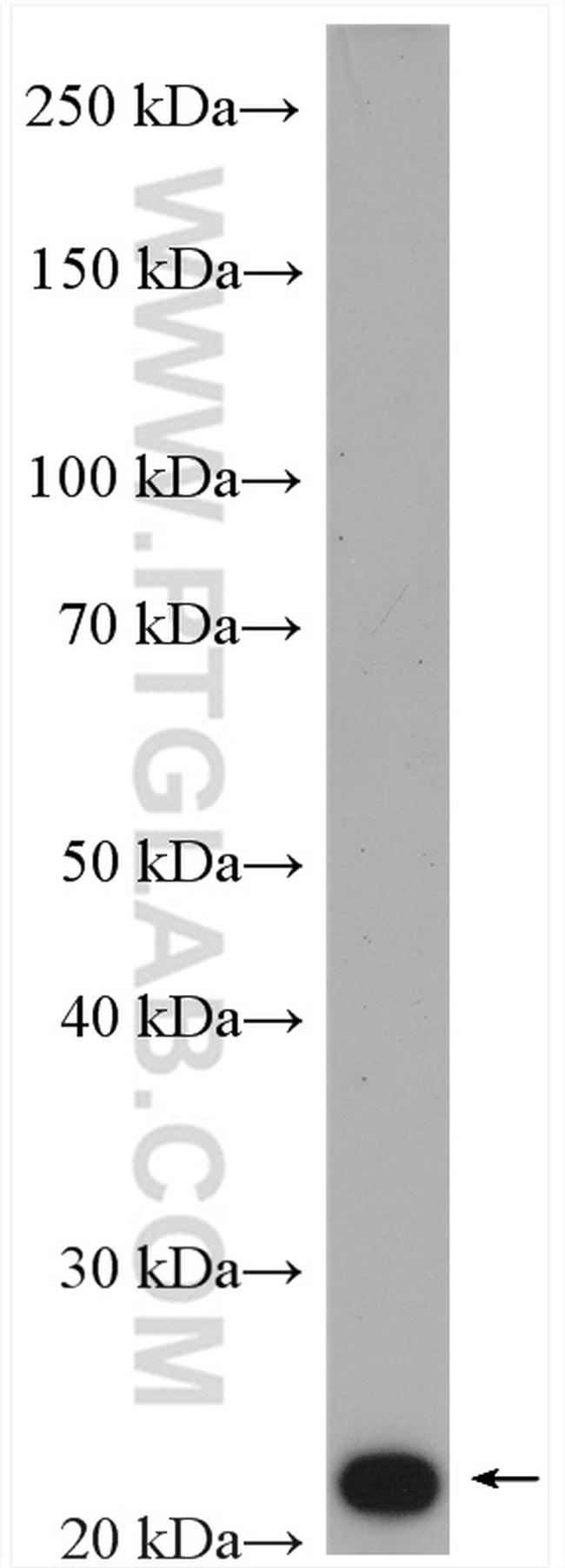 SPCS2 Antibody in Western Blot (WB)