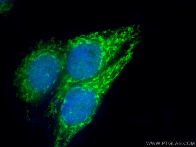 COQ9 Antibody in Immunocytochemistry (ICC/IF)