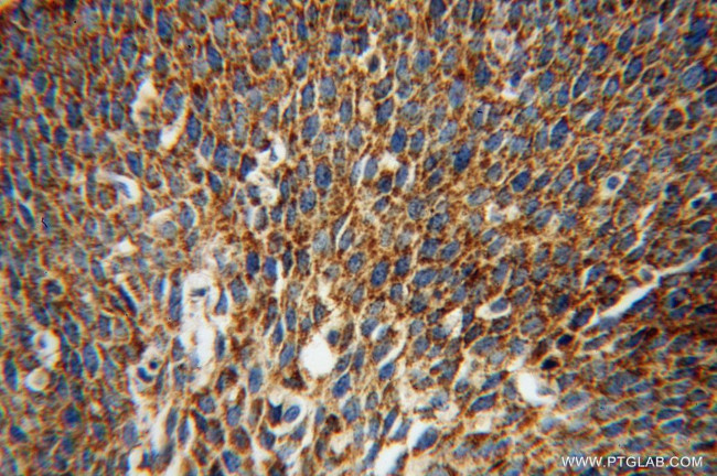 COQ9 Antibody in Immunohistochemistry (Paraffin) (IHC (P))