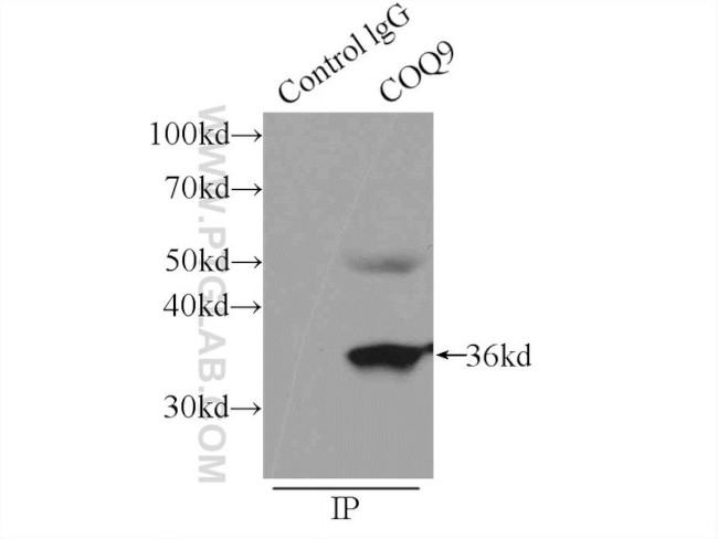 COQ9 Antibody in Immunoprecipitation (IP)