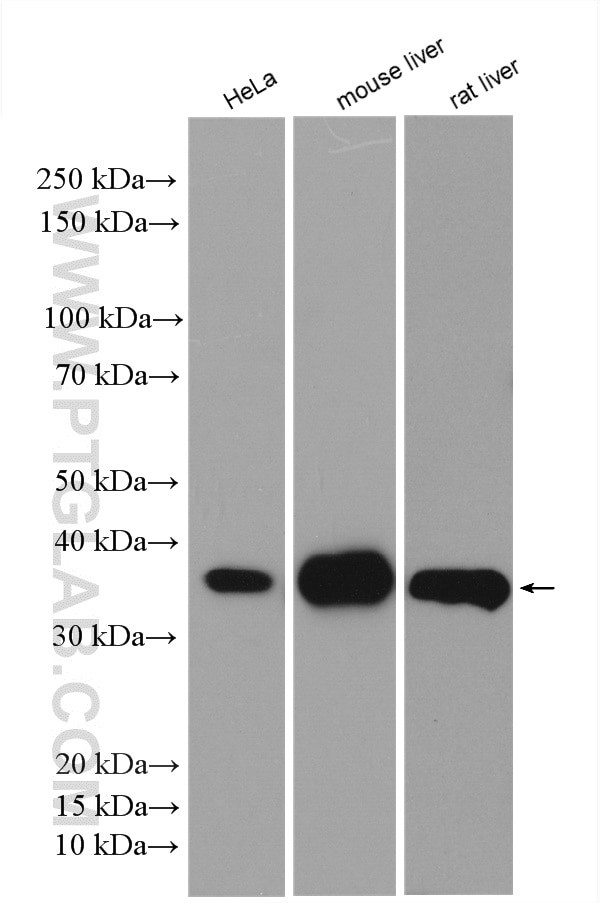 COQ9 Antibody in Western Blot (WB)