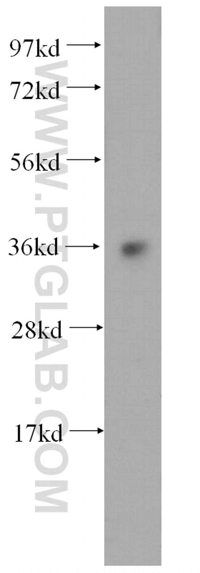 COQ9 Antibody in Western Blot (WB)