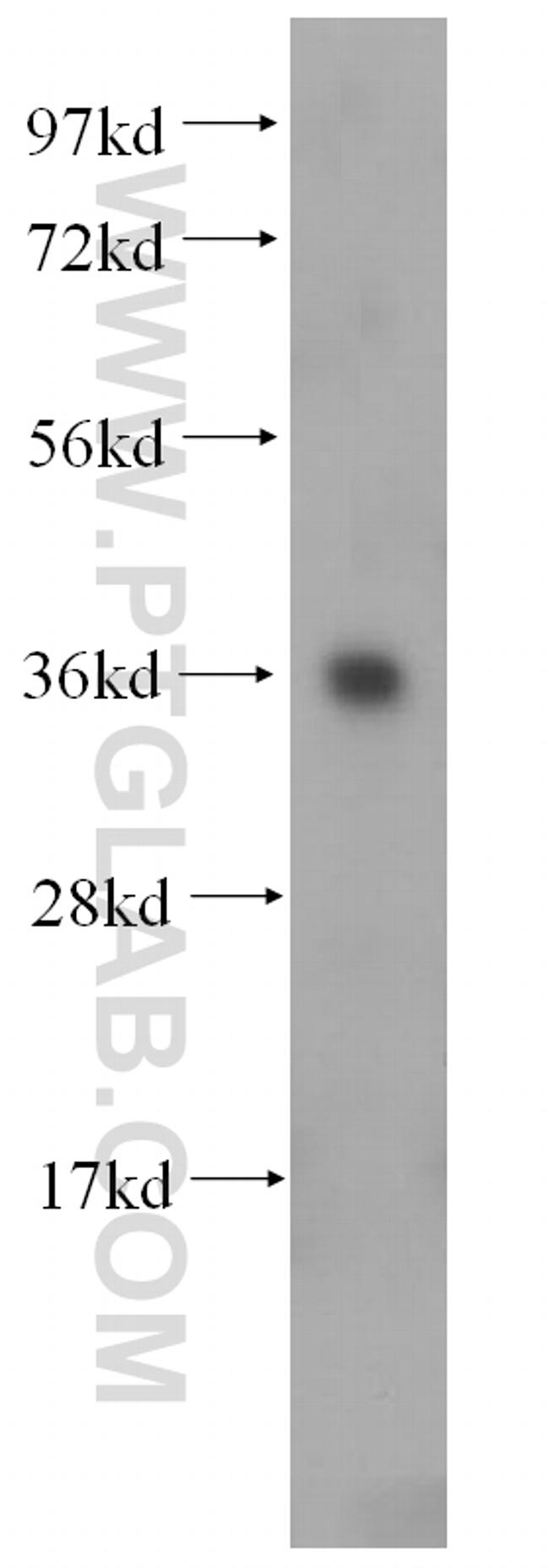 COQ9 Antibody in Western Blot (WB)