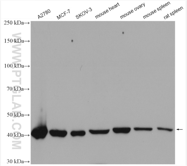 DHODH Antibody in Western Blot (WB)