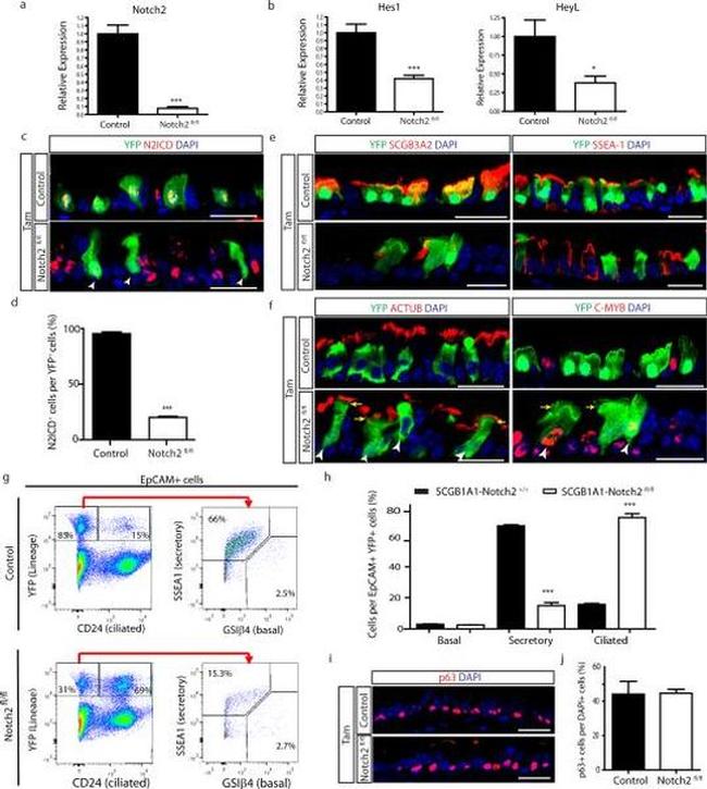 SSEA1 Antibody in Flow Cytometry (Flow)