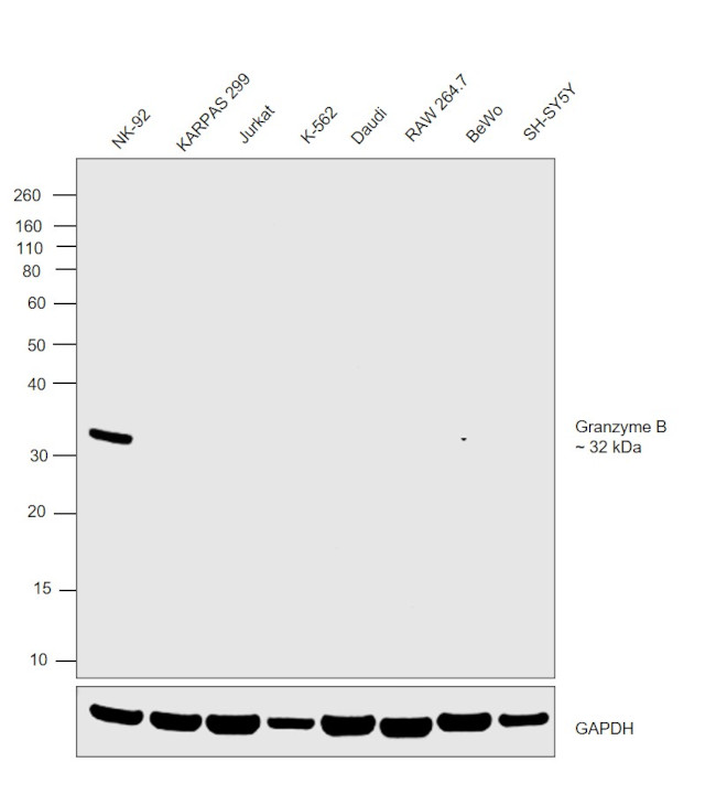 Granzyme B Antibody