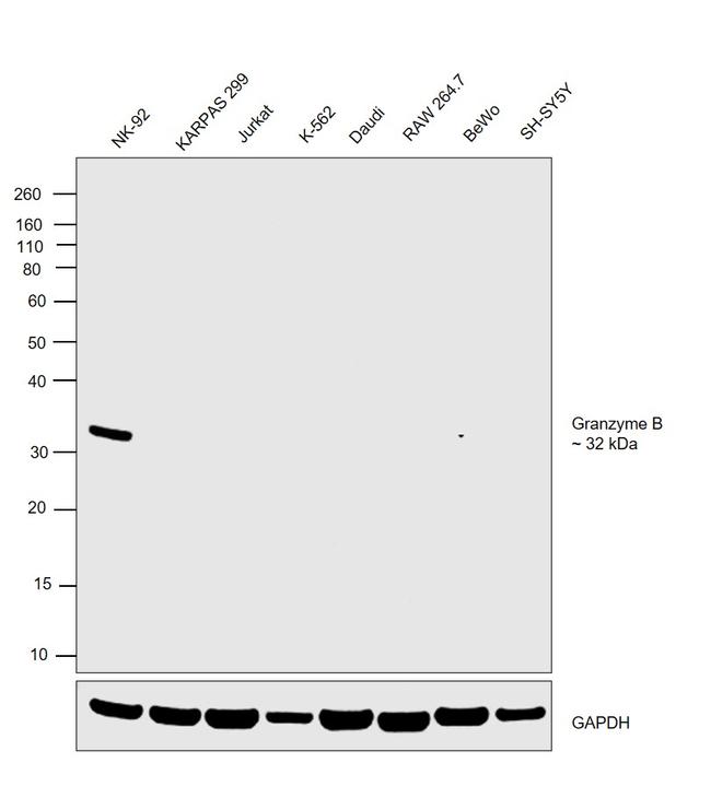 Granzyme B Antibody in Western Blot (WB)