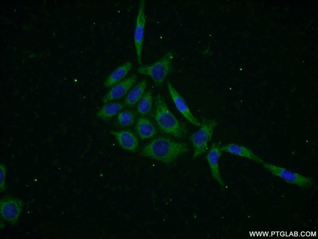 KLHL12 Antibody in Immunocytochemistry (ICC/IF)