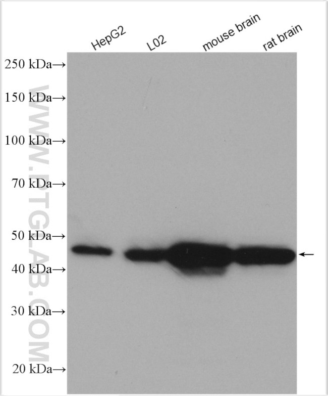 GOT1 Antibody in Western Blot (WB)